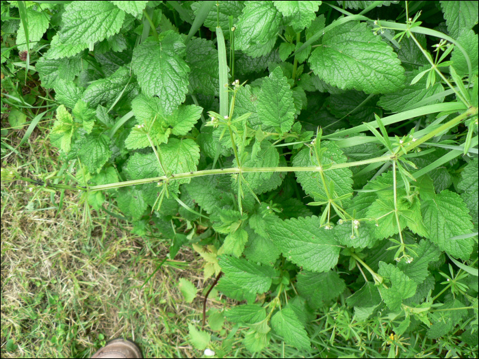 Galium aparine L.