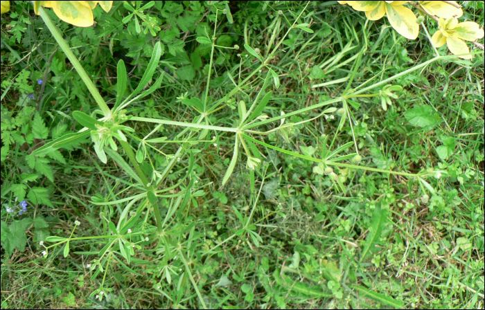 Galium aparine L.