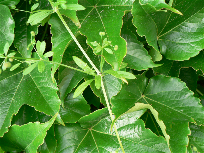 Galium aparine L.