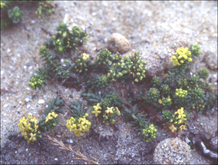 Galium arenarium Lois.