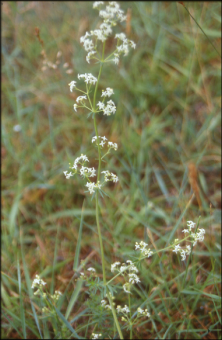 Galium mollugo L.