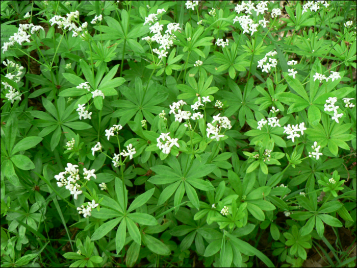 Galium odoratum (L.) (=Asperula odorata L.)