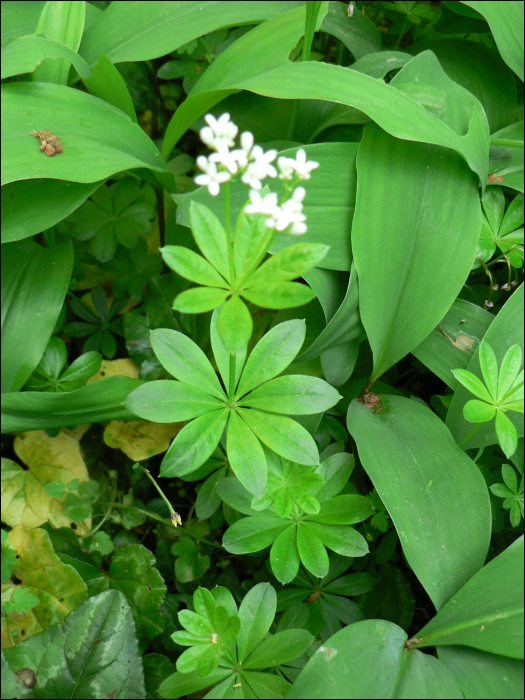 Galium odoratum (L.) (=Asperula odorata L.)