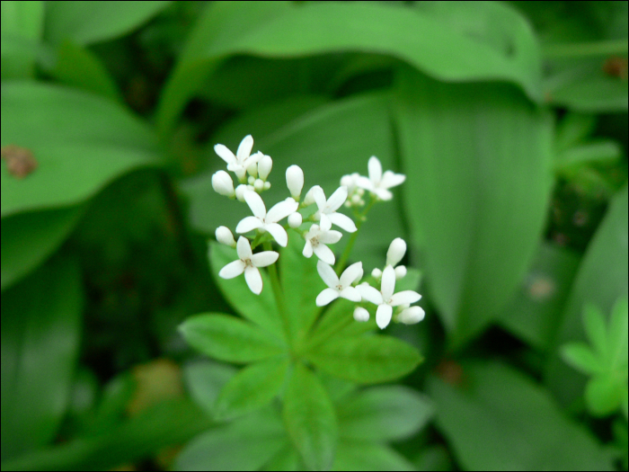 Galium odoratum (L.) (=Asperula odorata L.)