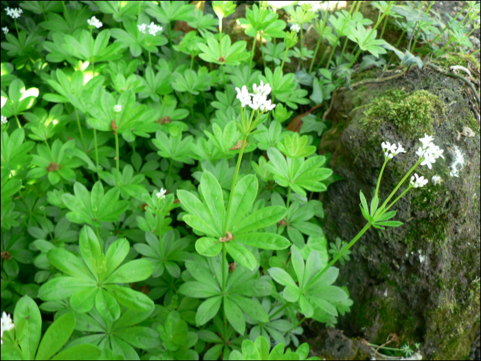 Galium odoratum (L.) (=Asperula odorata L.)