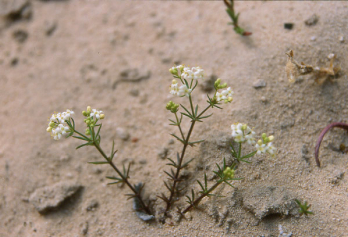 Galium pumilum