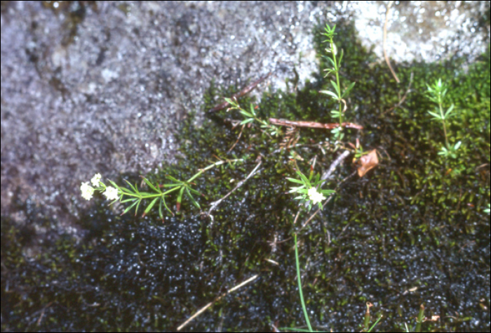 Galium saxatile L.