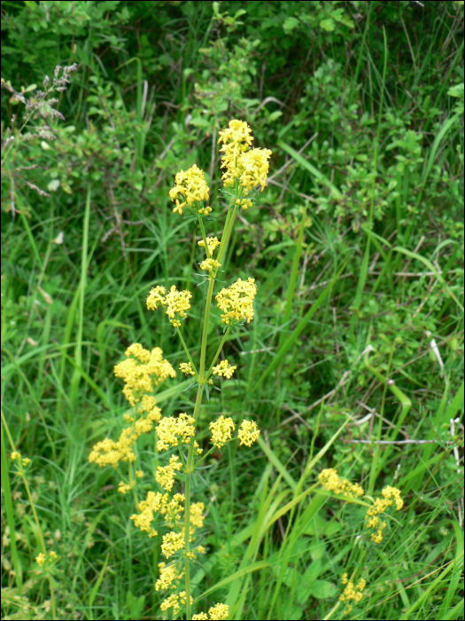 Galium verum L.