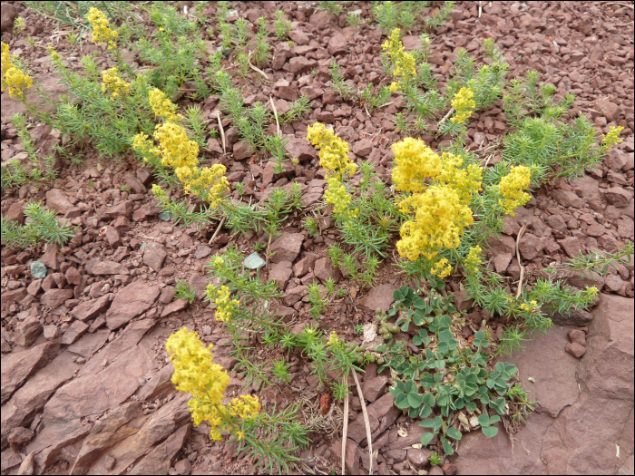 Galium verum L.