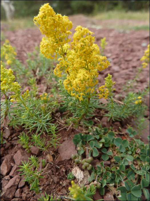 Galium verum L.