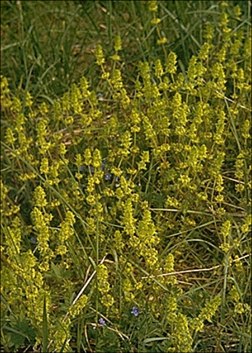 Galium verum L.