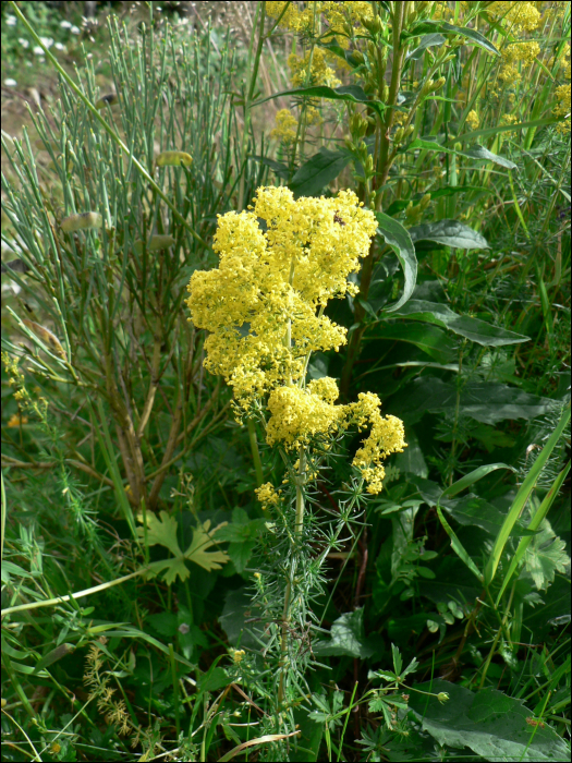 Galium verum L.