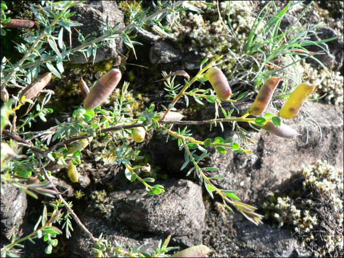 Genista hispanica