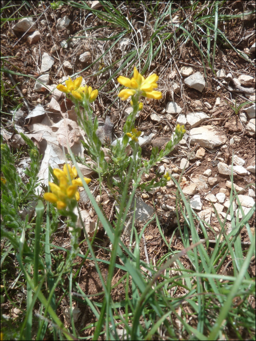 Genista hispanica