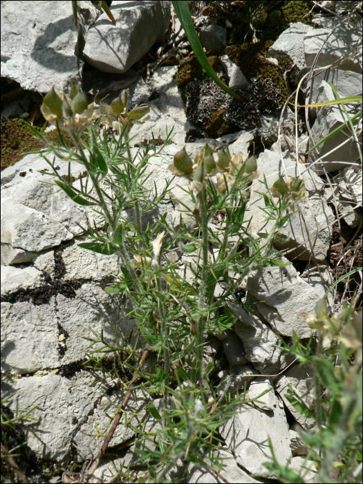 Genista hispanica