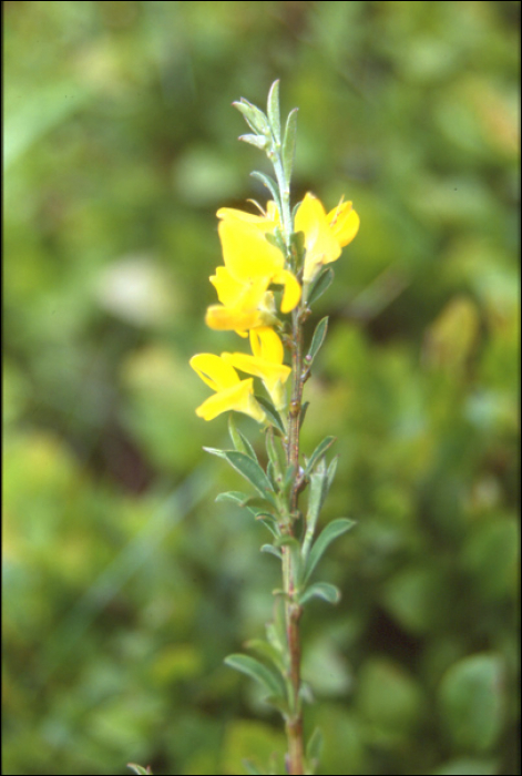 Genista pilosa