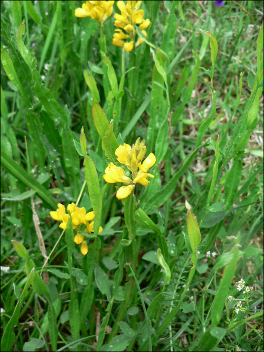 Genista sagittalis L.