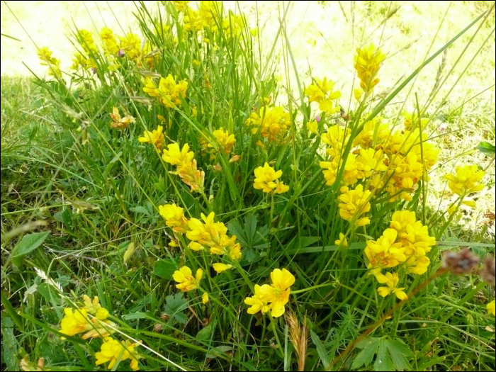 Genista sagittalis L.