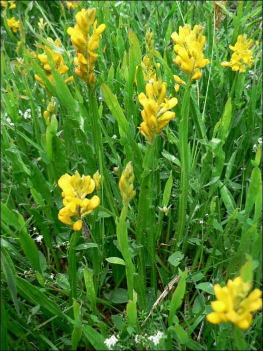 Genista sagittalis L.