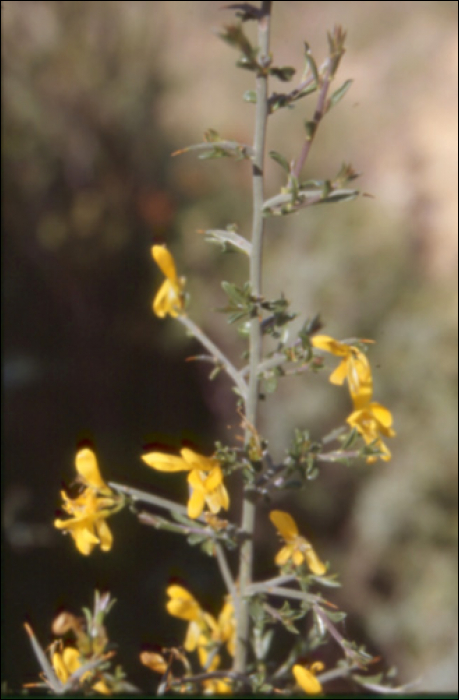 Genista scorpius