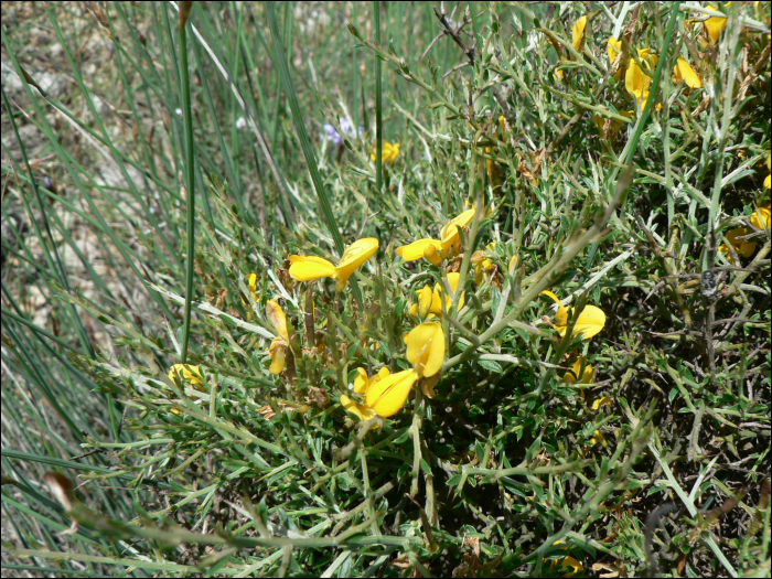 Genista scorpius