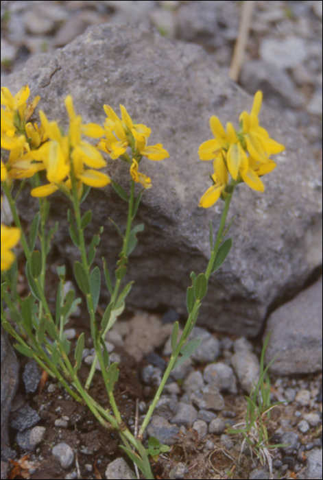 Genista tinctoria L.