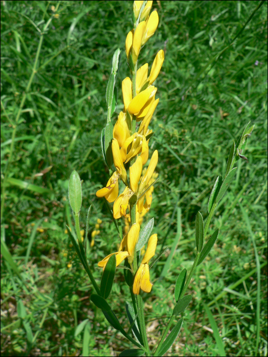 Genista tinctoria L.