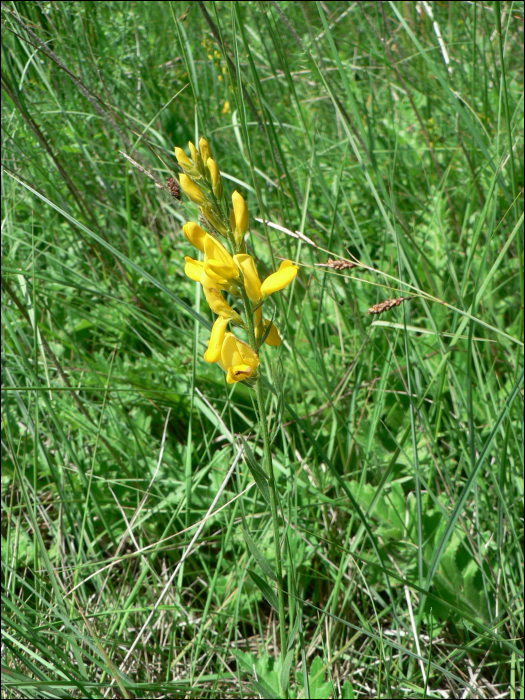 Genista tinctoria L.