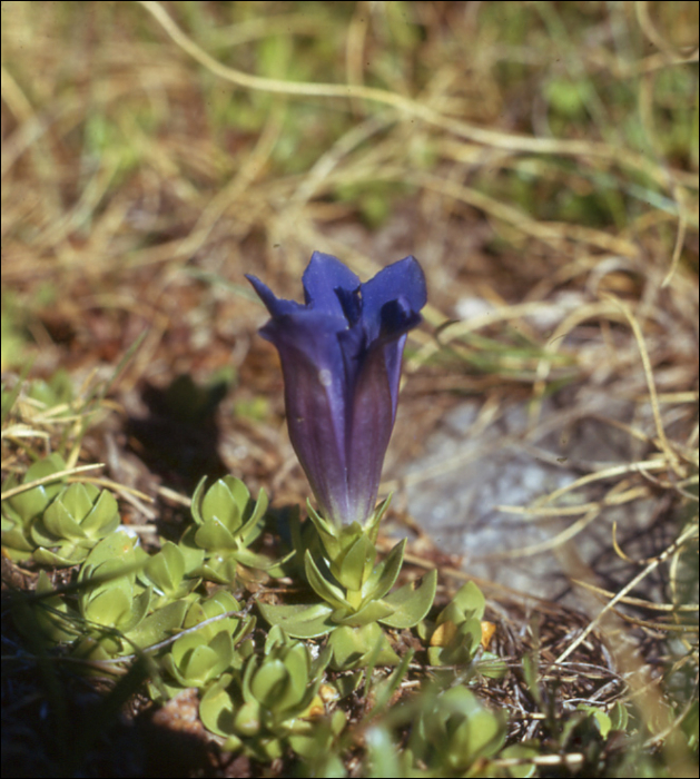 Gentiana acaulis L. (=Gentiana kochiana)