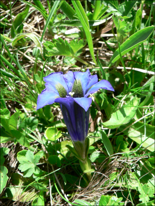 Gentiana acaulis L. (=Gentiana kochiana)