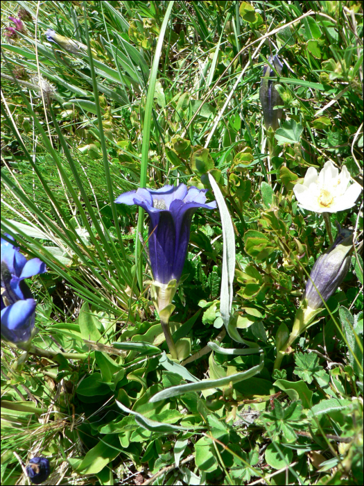 Gentiana acaulis L. (=Gentiana kochiana)