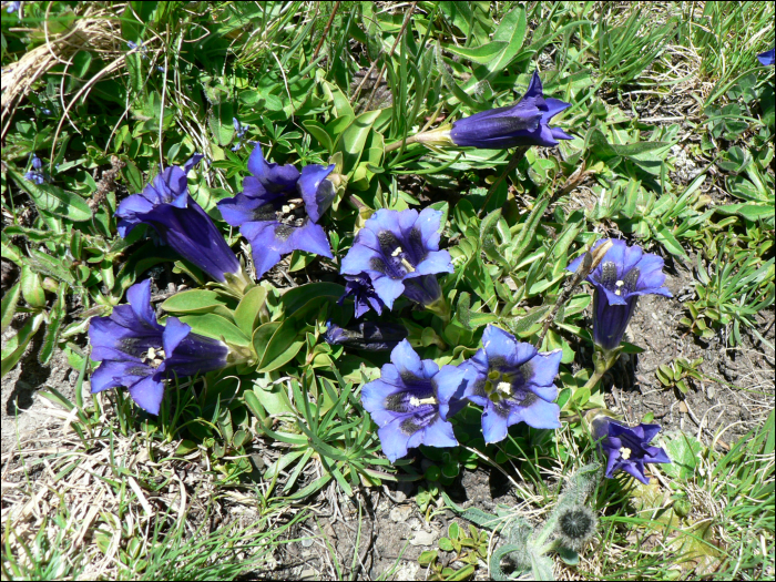 Gentiana acaulis L. (=Gentiana kochiana)