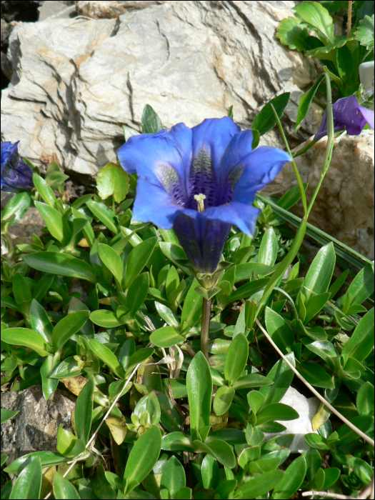 Gentiana acaulis L. (=Gentiana kochiana)