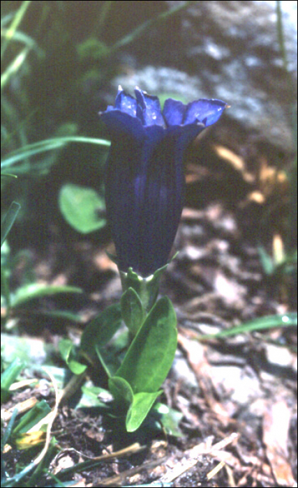 Gentiana alpina Villars