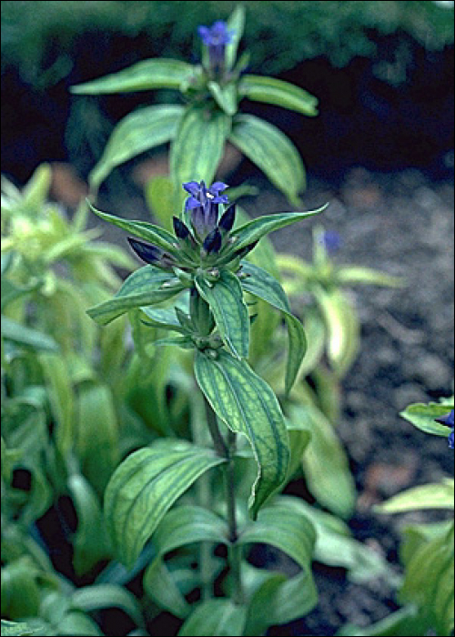 Gentiana asclepiadea