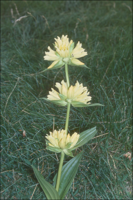 Gentiana burseri Lapeyr.