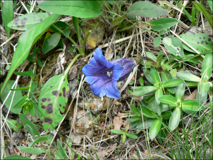 Gentiana clusii ssp costei