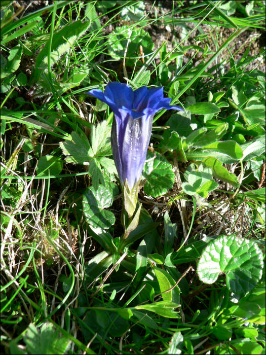 gentiana clusii 