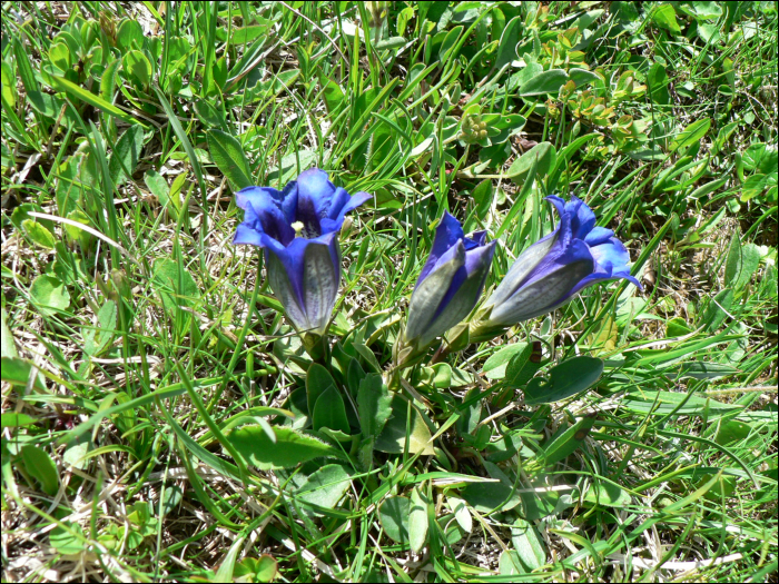 gentiana clusii 