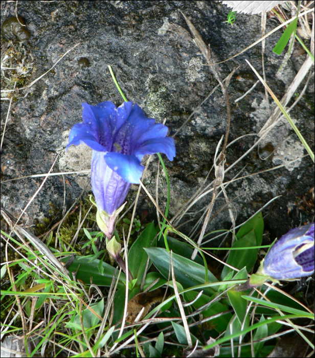 gentiana clusii 