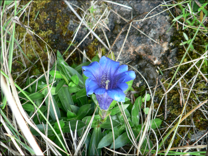 gentiana clusii 