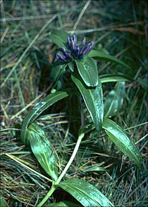 Gentiana cruciata L.