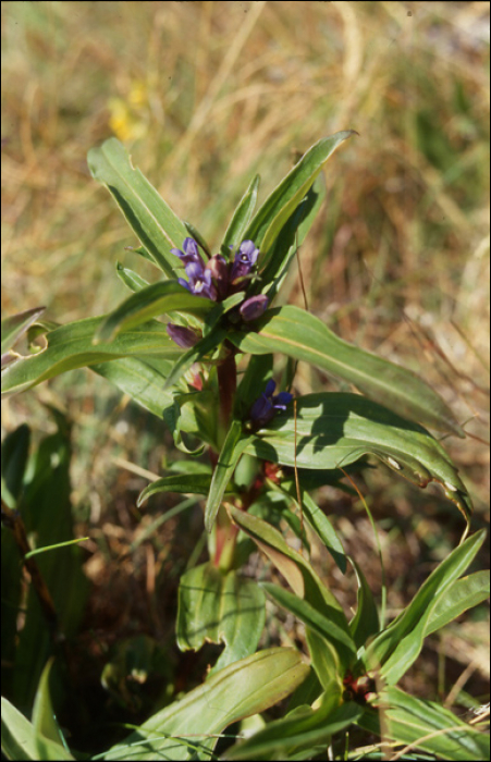 Gentiana cruciata L.