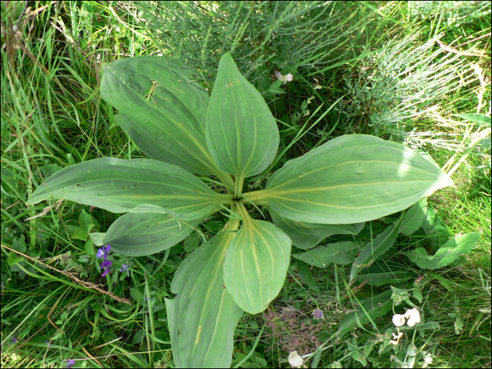 Gentiana lutea L.