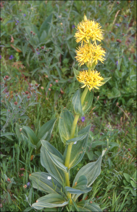 Gentiana lutea L.