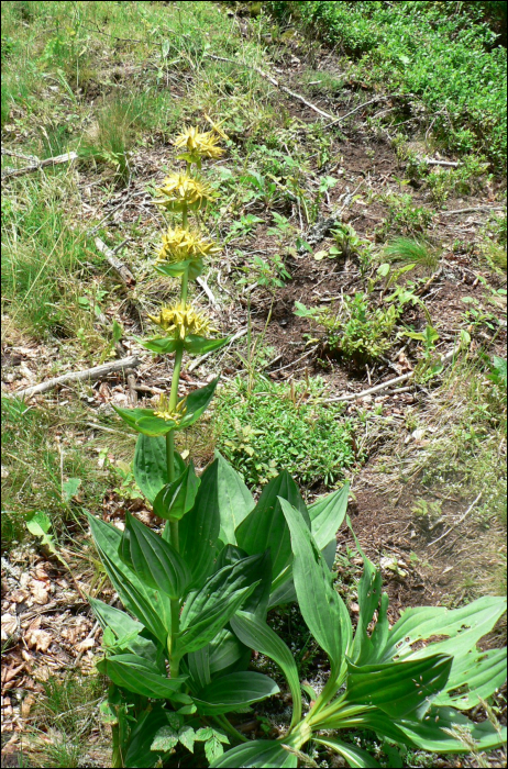 Gentiana lutea L.