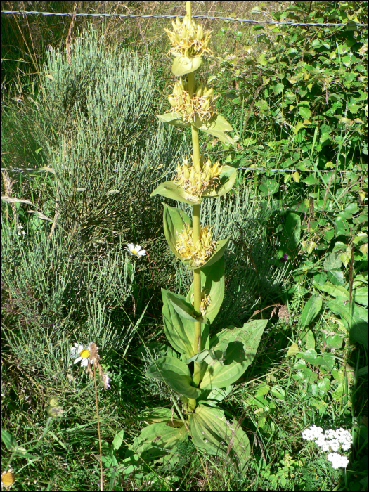 Gentiana lutea L.