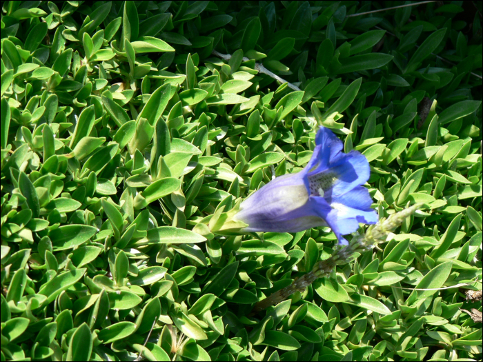 Gentiana occidentalis