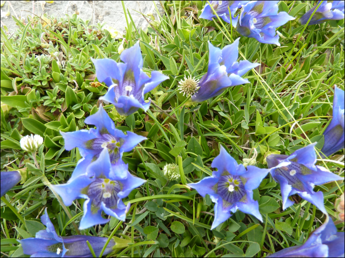 Gentiana occidentalis