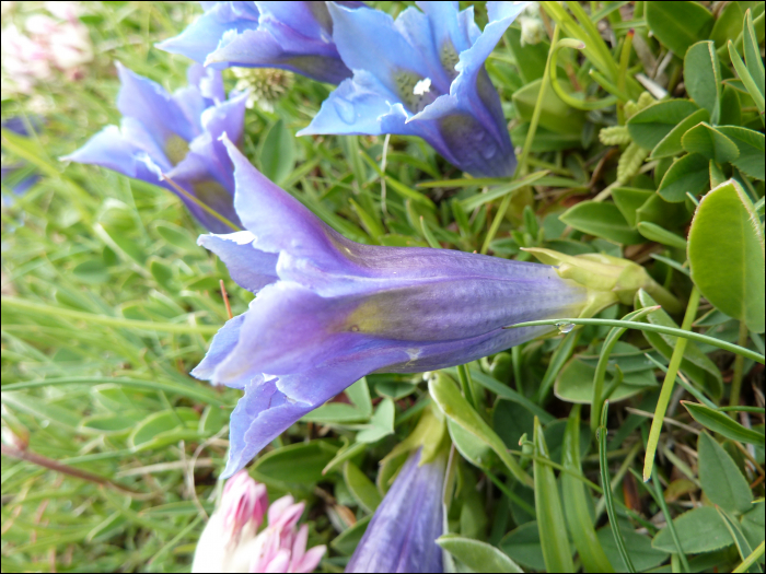 Gentiana occidentalis